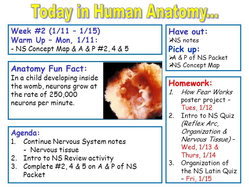 Fun facts about homework review